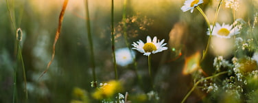Blume
