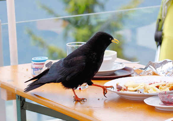 Während manch anderer gefiederter Kollege die Flucht ergreift, wenn ein Mensch auftaucht, wartet die Alpendohle einfach, um sich unsere Brotzeit unten den Nagel zu reißen.