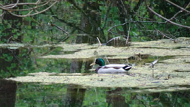 Ente in Grütze