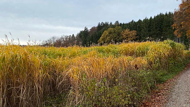 Herbststimmung