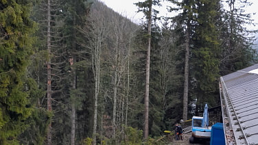 Südlich des DAV Hauses Spitzingsee werden einige Bäume gerodet. 