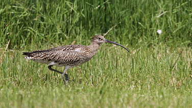 Brachvogel