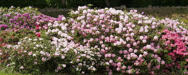 Eine sommerliche Blumenpracht