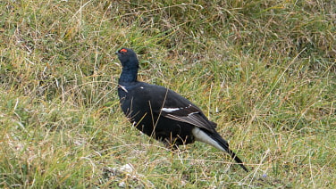 Birkhuhn
