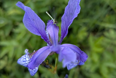 Sibirische Schwertlilie mit Libelle