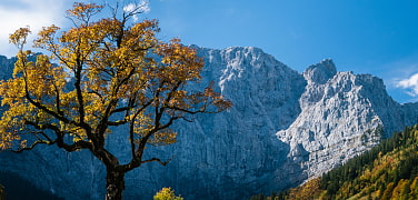 Ahornbaum im Herbst vor Bergwand in der Eng 
