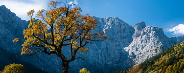 Ahornbaum im Herbst vor Bergwand in der Eng 