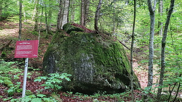 durch feuchten Bergwald ging es nach oben
