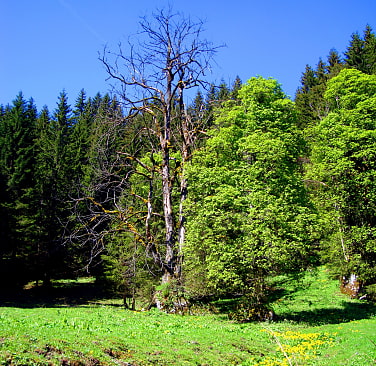 blühende Almwiese vor einer Baumgruppe und Nadelwald