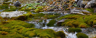 kleiner Bachlauf plätschert die Steine herunter