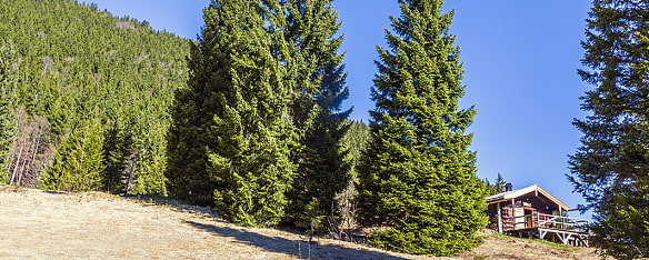 Bild zeigt die Gründhütte, die auf einer sonnigen Lichtung und Baumbestand am Hirschberg liegt.