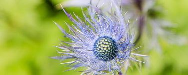 Bild zeigt eine Nahaufnahme von einer blauen Blume wahrscheinlich eine Distel. Der Hintergrund ist in einem verschwommenen, kräftigen, hellen Grün.