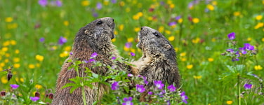 Zwei Murmeltiere in Blumenwiese