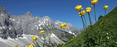 Blumenwiese vor Felswand im Karwendel
