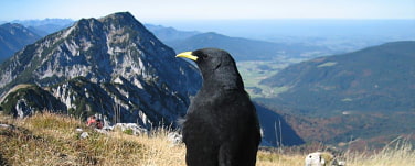 eine Bergdohle am Gipfel