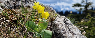 Aurikel am Bergfelsen