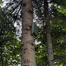 Ein Fledermauskasten an einem Baum