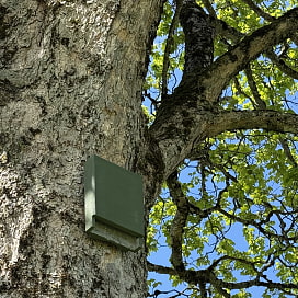 Ein Fledermauskasten an einem Baum