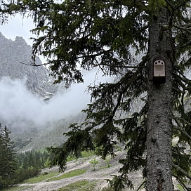 Ein Vogelkasten an einem Baum