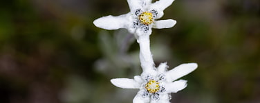 Zwei Edelweiß-Blüten
