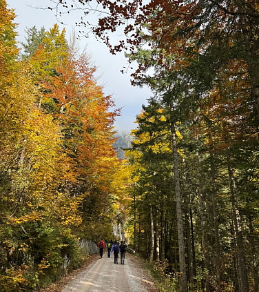 A group is hiking through the woods