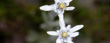 Zwei Edelweiß-Blüten