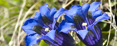 Enzian, Logo der Sektion Oberland