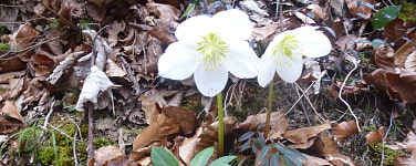 Frühblüher im März