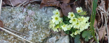 Frühblüher am Fels