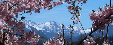 Bergblick durch einen blühenden Apfelbaumzweig