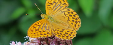 Ein Schmetterling auf ener Blüte