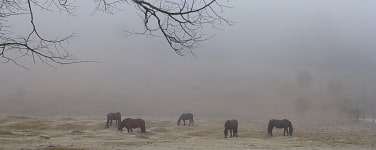 Pferde auf einer Wiese im Nebel