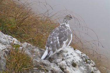 Schneehuhn im Wechselkleid
