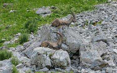 Steinböcke oberhalb der Probstalm