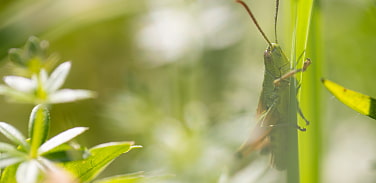 Heuschrecke auf Baltt