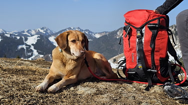 Brauner Hund neben rotem Rucksack. Verschneite Berge im Hintergrund.