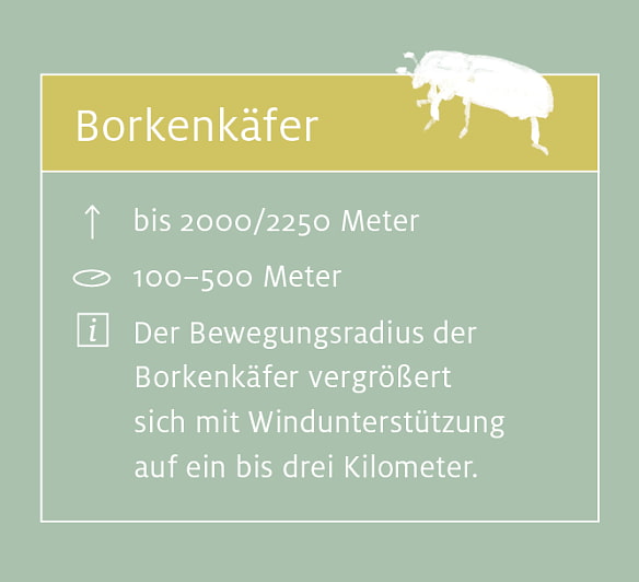 Borkenkäfer