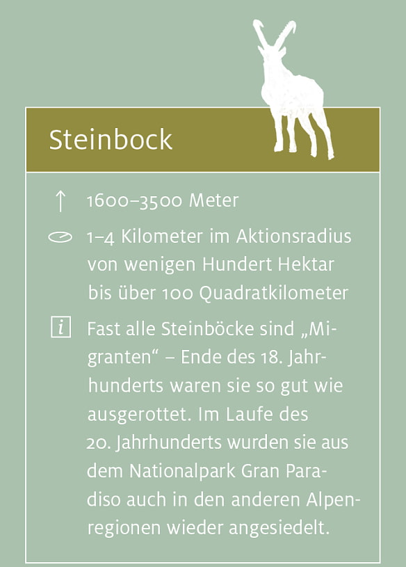 Steinbock