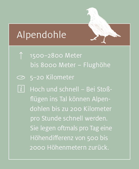 Alpendohle