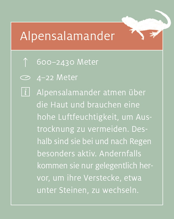 Alpensalamander