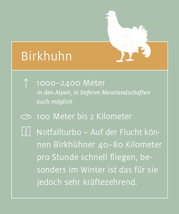 Birkhuhn