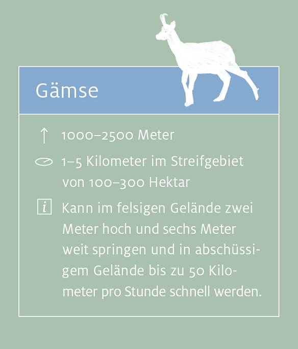 Gämse