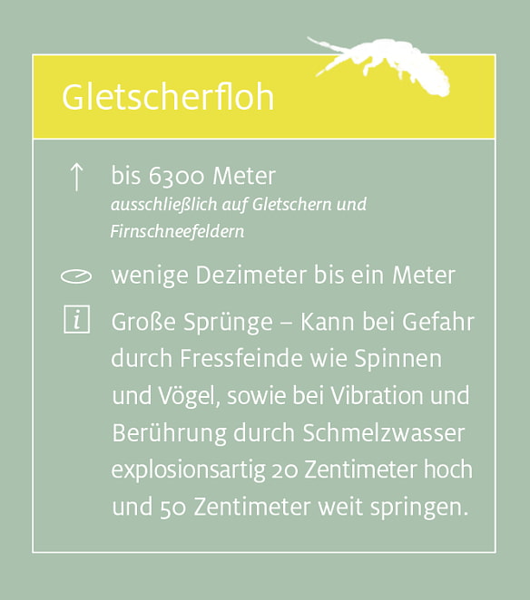 Gletscherfloh
