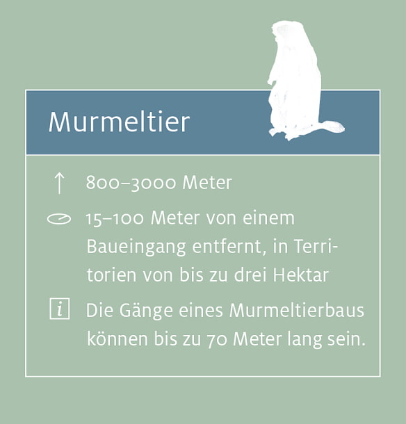 Murmeltier