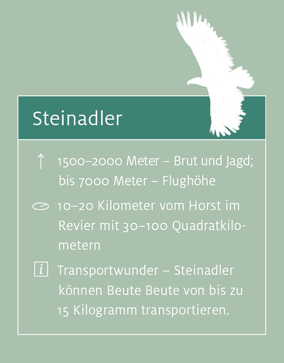 Steinadler