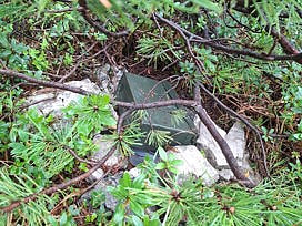 Munitionskiste versteckt zwischen den Latschen
