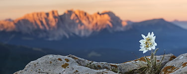 Edelweiss vor Berggruppe