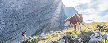 Kuh im Karwendel