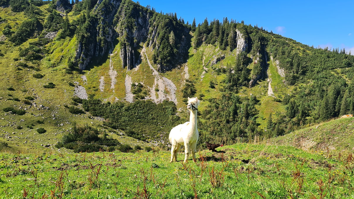 Neben Hühnern, Schweinen, Ziegen und Kühen gibt es auch ein Alpaka auf der Jägerbauernalm