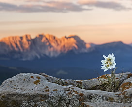 Urkunde Alpiner Umweltschutz